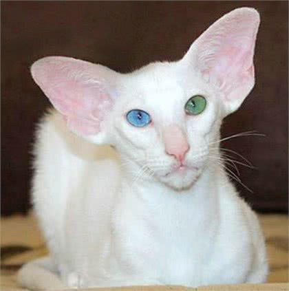 每日一读:猫咪品种—东方短毛猫