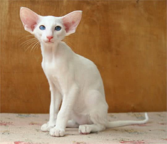 每日一读:猫咪品种—东方短毛猫