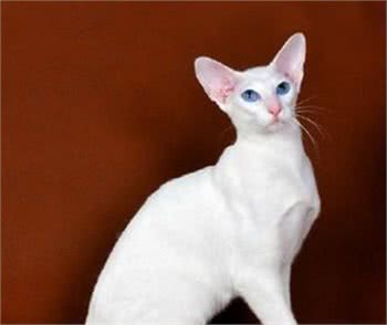 每日一读:猫咪品种—东方短毛猫