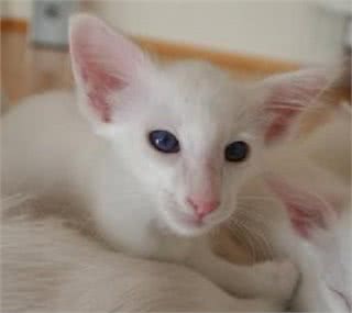 每日一读:猫咪品种—东方短毛猫