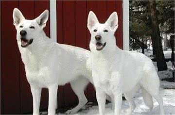 世界名犬—白色牧羊犬