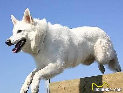 世界名犬—白色牧羊犬