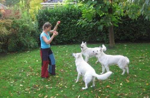 世界名犬—白色牧羊犬