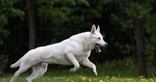 世界名犬—白色牧羊犬