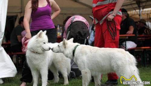 世界名犬—白色牧羊犬
