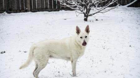 世界名犬—白色牧羊犬