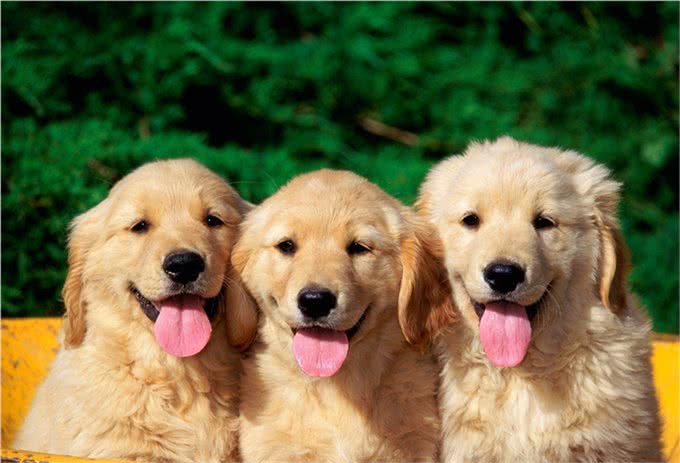 辟谣:狗狗不听话打一顿就好了?不,主人威严要与正向训练相结合