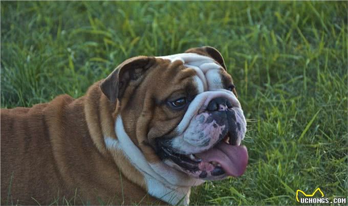 辟谣:狗狗不听话打一顿就好了?不,主人威严要与正向训练相结合