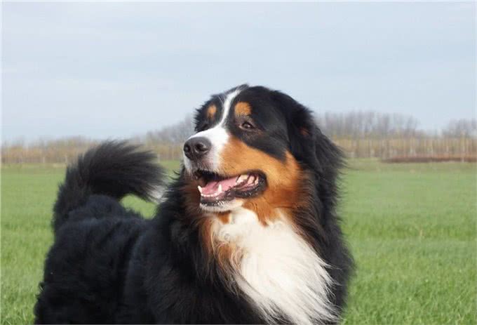 辟谣:狗狗不听话打一顿就好了?不,主人威严要与正向训练相结合