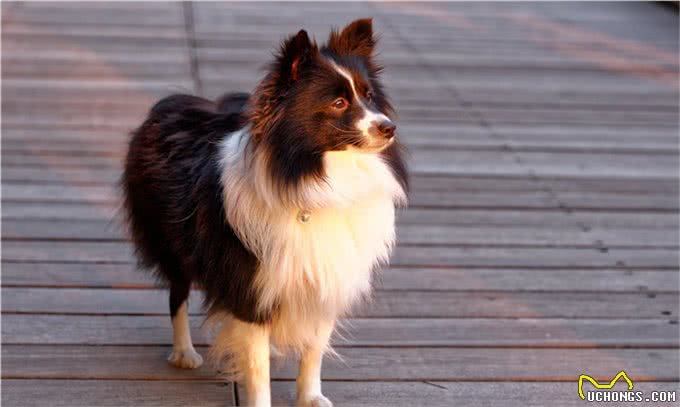 辟谣:狗狗不听话打一顿就好了?不,主人威严要与正向训练相结合