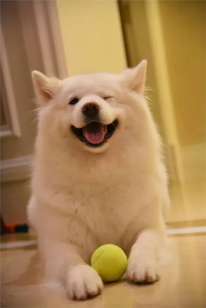 宠主能看懂的宠物疾病