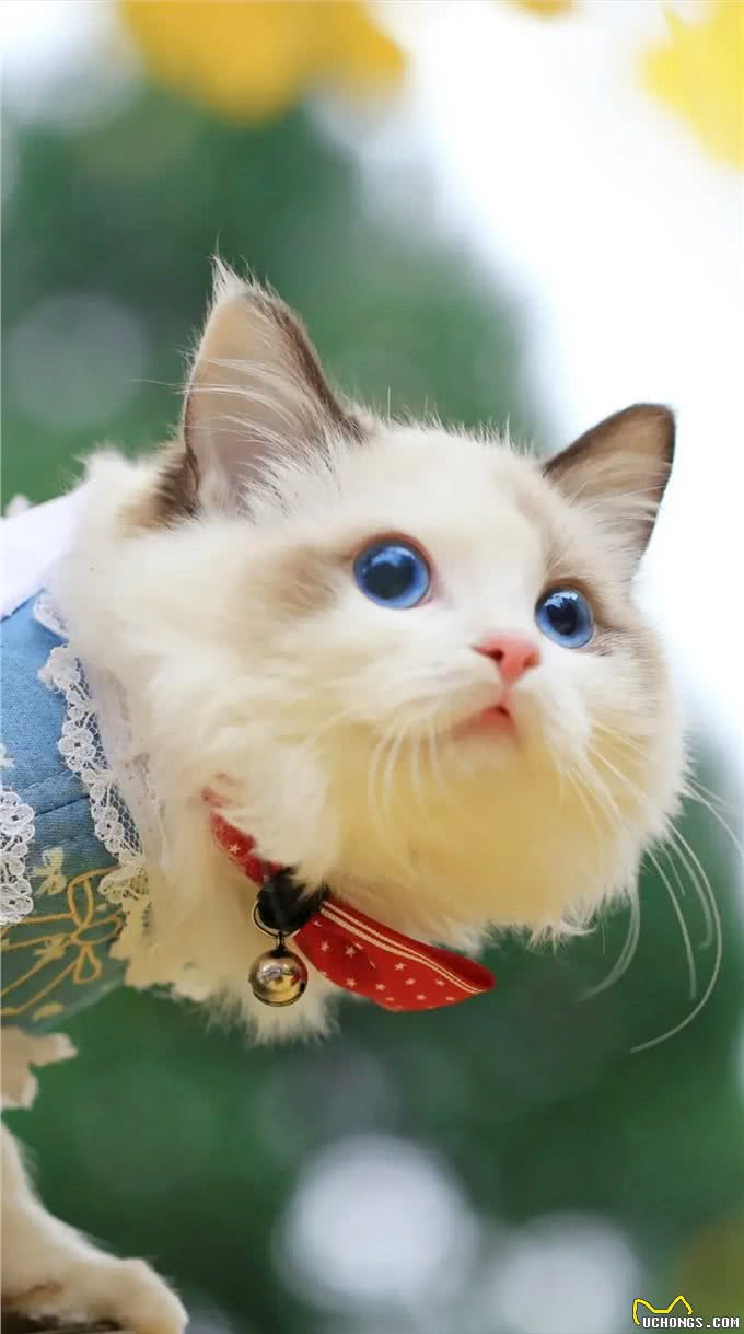 宠主能看懂的宠物疾病