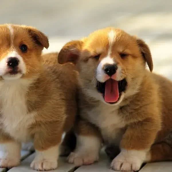 宠主能看懂的宠物疾病