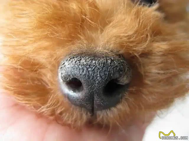 狗狗鼻头干燥,就等于生病了吗?其实还有这几点原因