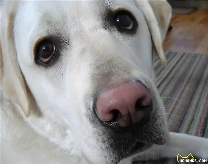 狗狗鼻头干燥,就等于生病了吗?其实还有这几点原因