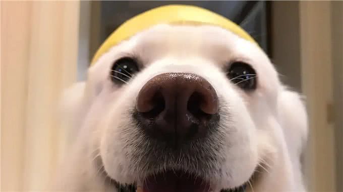 狗狗鼻头干燥,就等于生病了吗?其实还有这几点原因