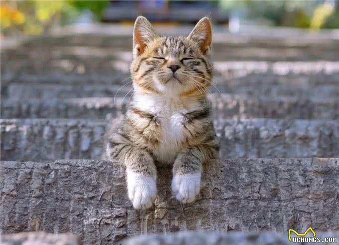 猫咪为什么掉毛?美毛亮毛的主食冻干牌子推荐