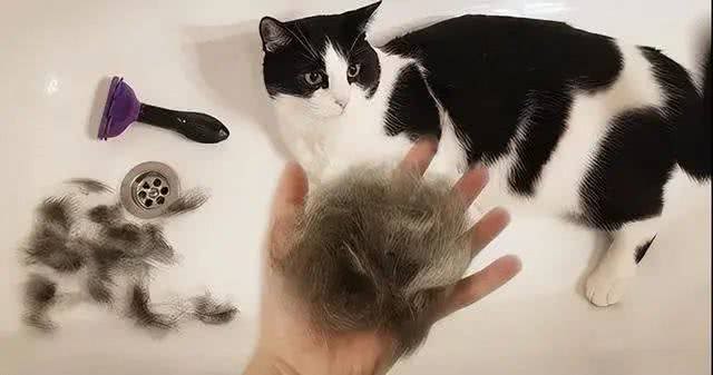 猫咪为什么掉毛?美毛亮毛的主食冻干牌子推荐