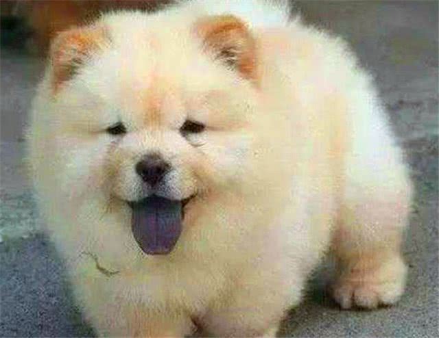 养猫养狗太常见,唐朝人在养宠物上养出了不一样的烟火