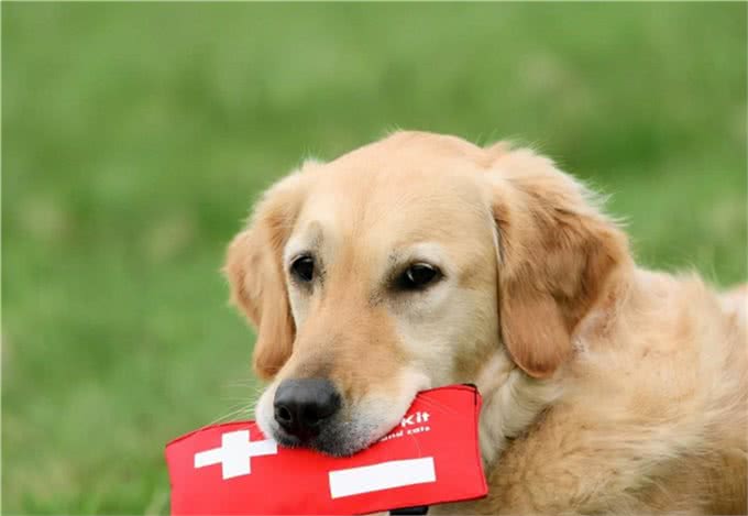 养宠人必备的十件物品