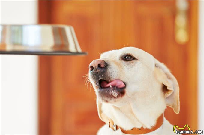 狗狗一天喂几次?这是喂食的重点,主人要注意