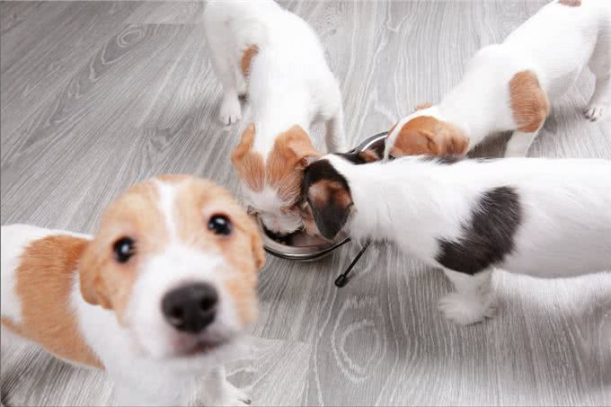 狗狗一天喂几次?这是喂食的重点,主人要注意