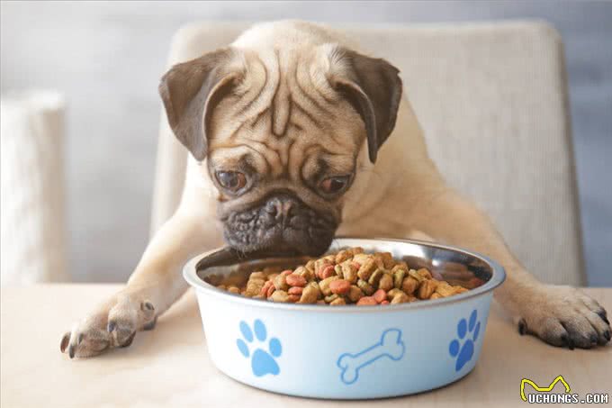 狗狗一天喂几次?这是喂食的重点,主人要注意