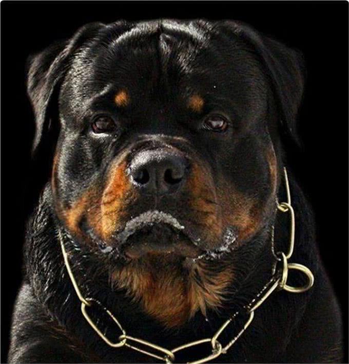 4大顶级护卫犬,其中它是天使与魔鬼的结合,有时二哈,有时野兽