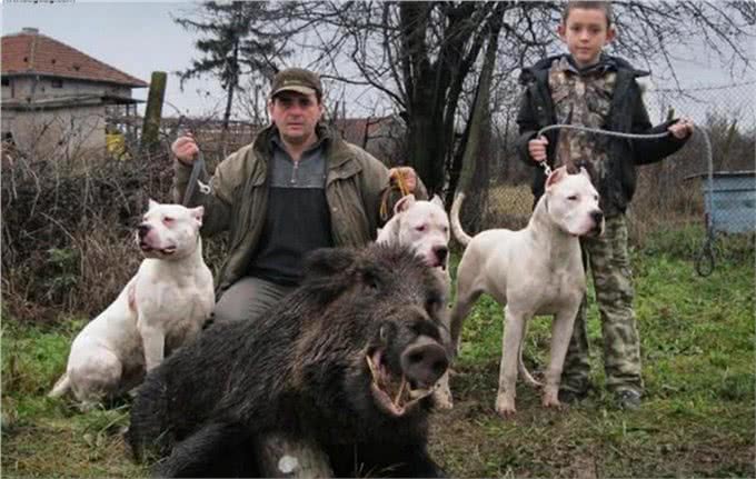 4大顶级护卫犬,其中它是天使与魔鬼的结合,有时二哈,有时野兽