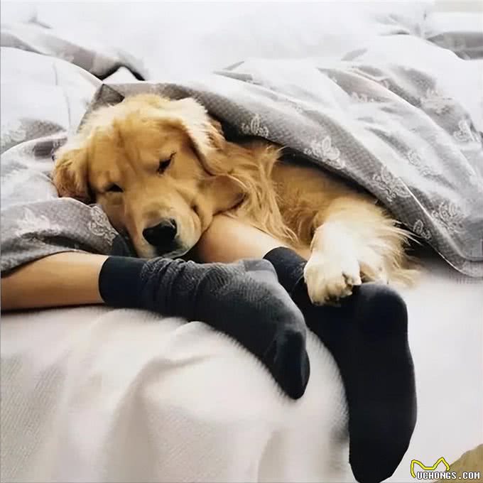 如何看出一只狗的性格?看它爱睡哪里就知道,挺准的!