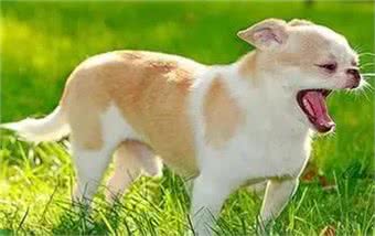 养狗常见问题犬咳嗽