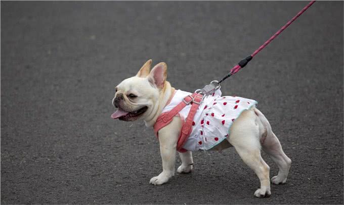 为什么狗狗喜欢乱闻乱吃东西?一定要注意