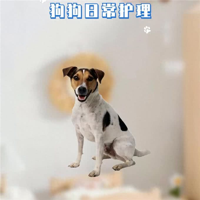 新手应该怎样做好狗狗日常护理?—宠物洗护