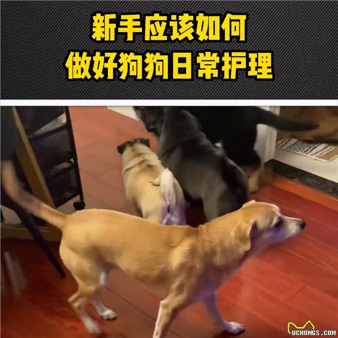 新手应该怎样做好狗狗日常护理?—宠物洗护