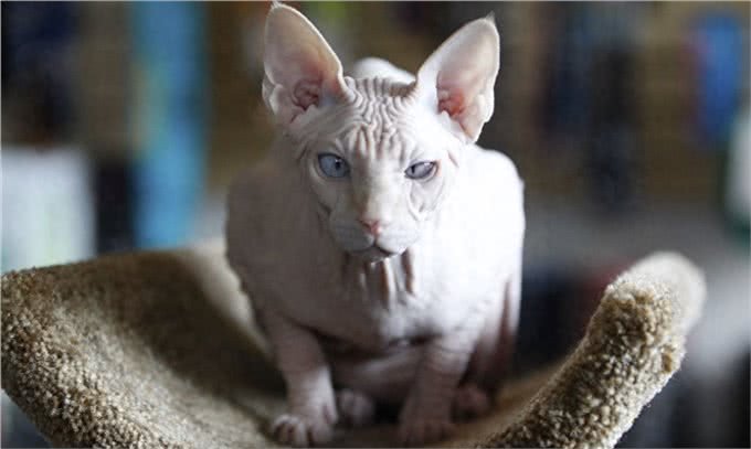 宠物也会过敏,你知道么?