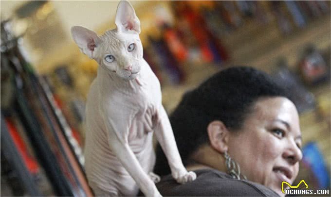 宠物也会过敏,你知道么?