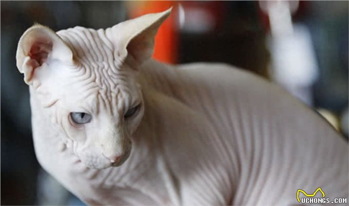 宠物也会过敏,你知道么?