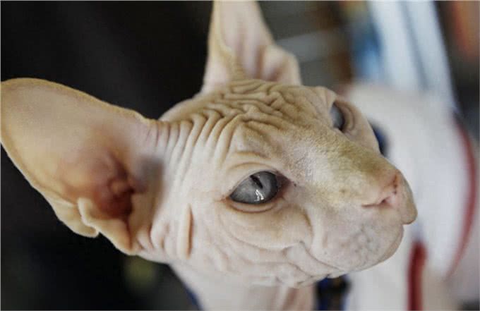 宠物也会过敏,你知道么?