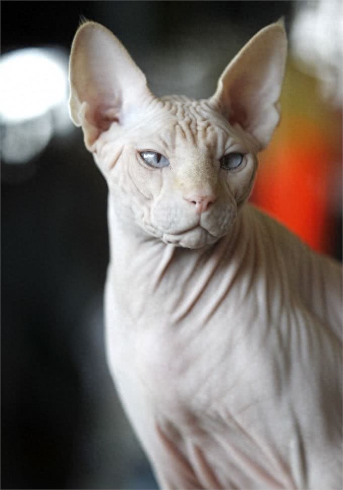 宠物也会过敏,你知道么?