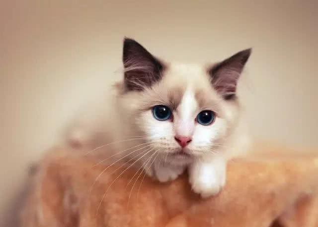 新手上路?这些猫种可能适合你