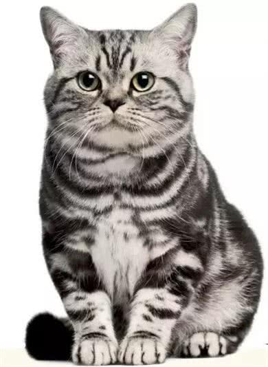 新手上路?这些猫种可能适合你