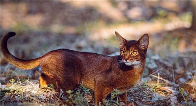 现代的阿比西尼亚猫是古埃及神猫的直系后代吗?