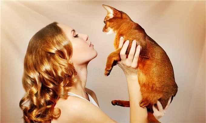 现代的阿比西尼亚猫是古埃及神猫的直系后代吗?