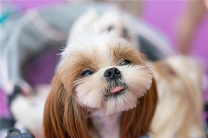 西高地和马尔济斯区别,马尔济斯犬和西高地区别