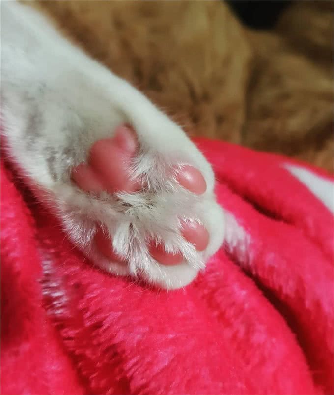 猫咪的肉垫虽然可爱,但不要小看它,这是猫咪必不可少的生存工具