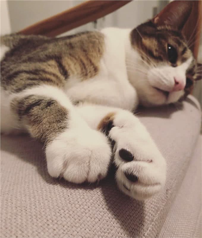 猫咪的肉垫虽然可爱,但不要小看它,这是猫咪必不可少的生存工具