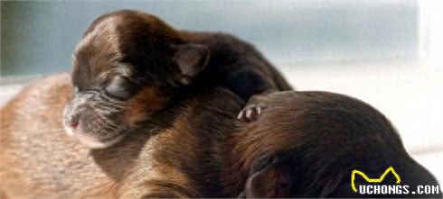 最小袖珍犬迷你降生仅重37克身体比手机都小