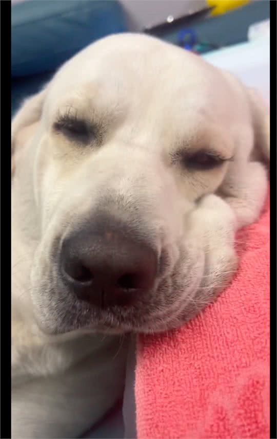 网友给狗狗做了睫毛和美甲,做完后效果真的很好看,狗中美女呀!