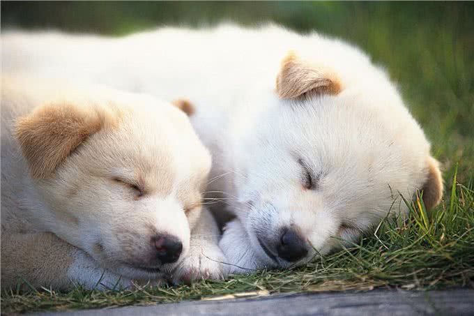 狗狗晚上如果有这些行为,说明它要休息了,最好不要打扰它