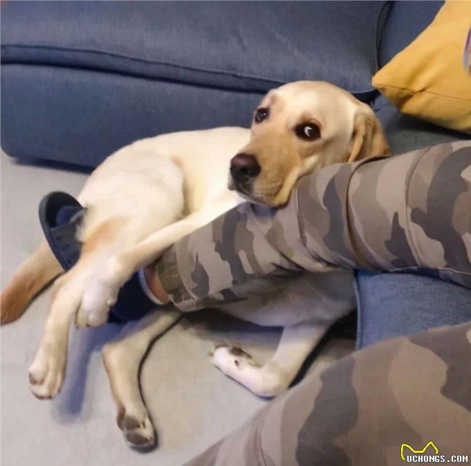 狗狗晚上如果有这些行为,说明它要休息了,最好不要打扰它